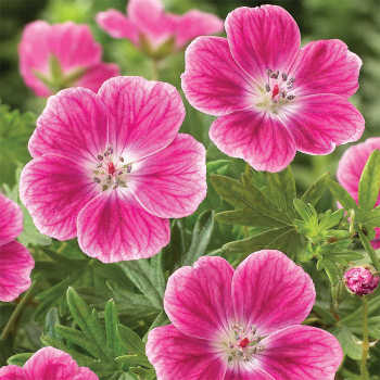 Geranium Elke