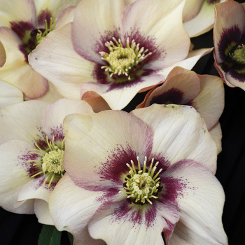 Helleborus Honeymoon® Sandy Shores
