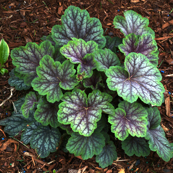 Heuchera, Green Spice Heuchera, Green Spice