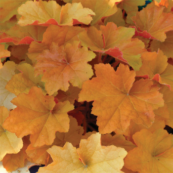 Heuchera Villosa Caramel