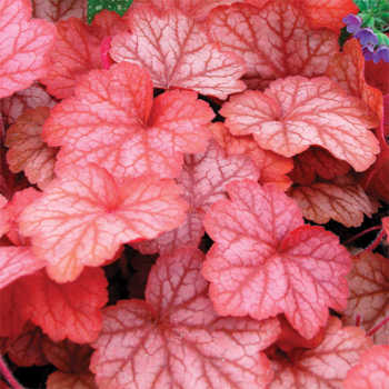 Heuchera Georgia Peach