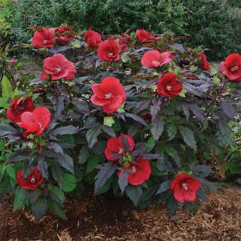 Hibiscus Midnight Marvel
