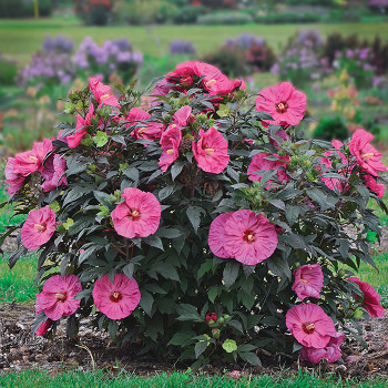 Hibiscus Summerific® Berry Awesome