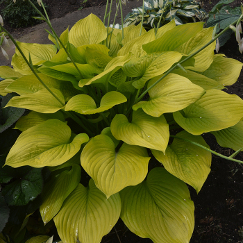 Hosta, Age of Gold Hosta, Age of Gold