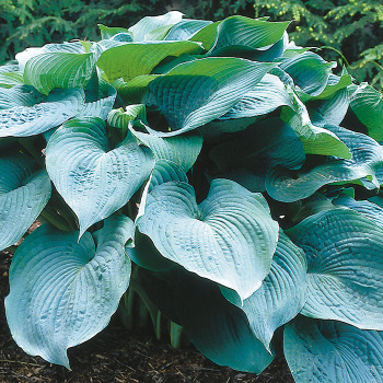 Hosta Big Daddy