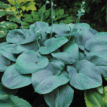 Hosta, Humpback Whale Hosta, Humpback Whale