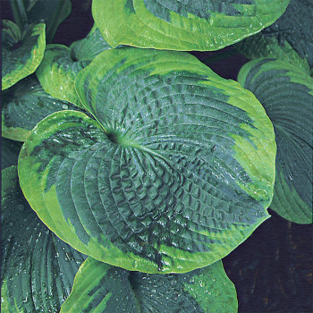 Hosta Olive Bailey Langdon