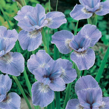 Siberian Iris Dear Delight