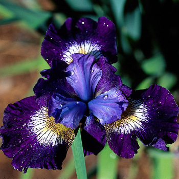 Siberian Iris Jewelled Crown