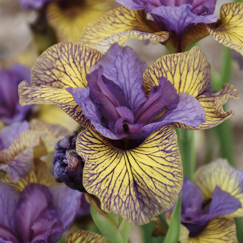 Iris, Siberian, Purring Tiger