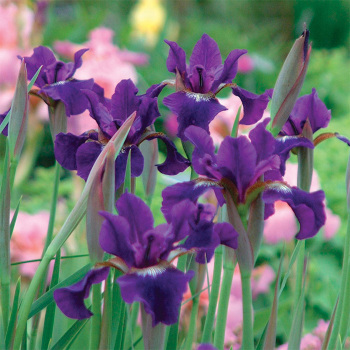 Siberian Iris Ruffled Velvet