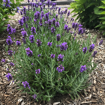 Lavender, Annet Lavender, Annet