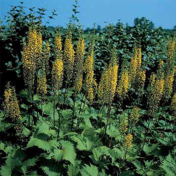 Ligularia The Rocket