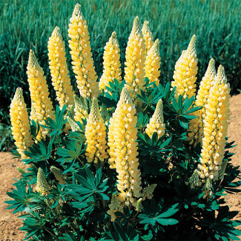 Lupinus Gallery Yellow
