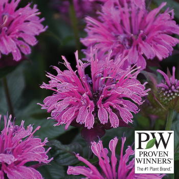 Monarda Upscale™ Lavender Taffeta
