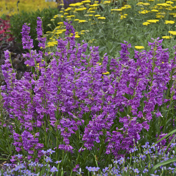 Perennials