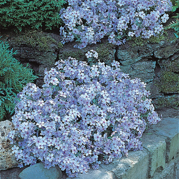 Phlox Chattahoochee