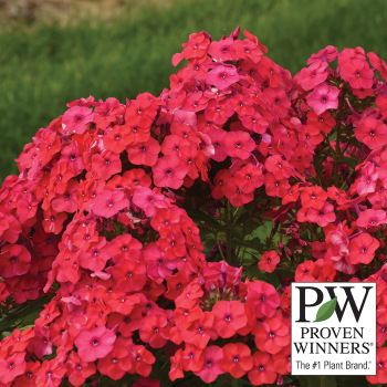 Phlox Luminary™ Sunset Coral