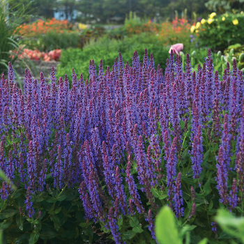Salvia Color Spires® Violet Riot