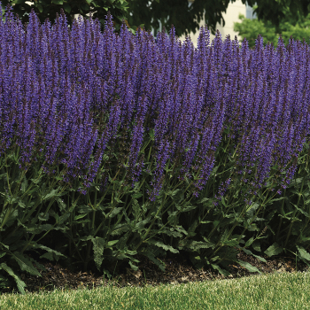 Salvia, Blue by You Salvia, Blue by You