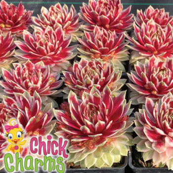 Sempervivum Chick Charms® Lotus Blossom