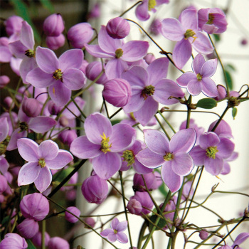 Thalictrum Splendide