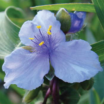 Tradescantia Ocean Blue