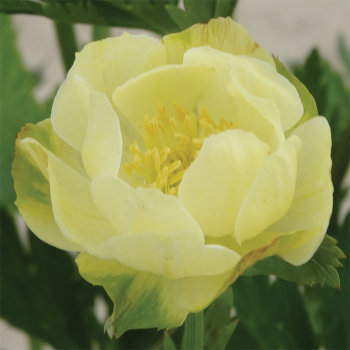 Trollius New Moon