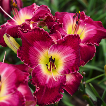 Daylilies Fall Inventory