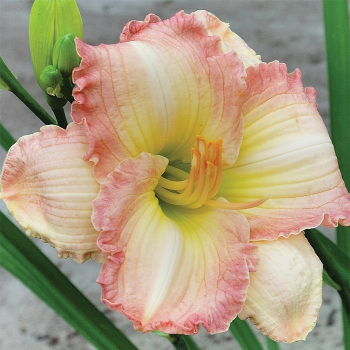 Daylily Frosted Vintage Ruffles
