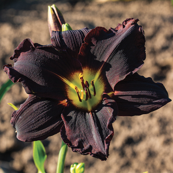 Daylily, Jungle Beauty