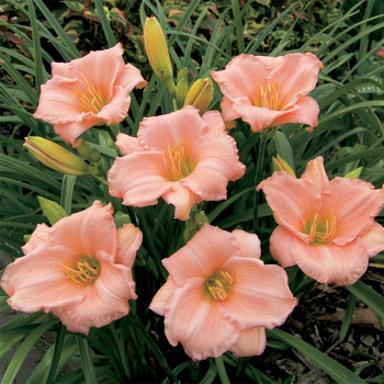 Daylily, On and On Daylily, On and On