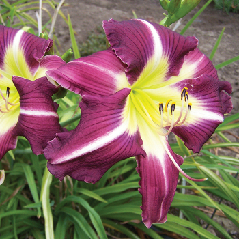 Daylily Thank Your Lucky Stars