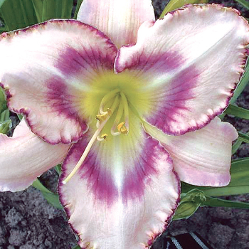 Daylily Destined To See