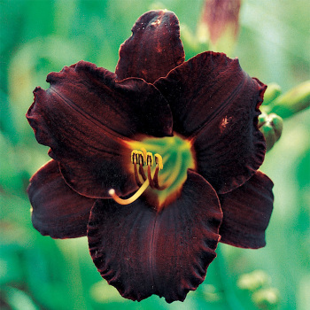 Daylily Dominic