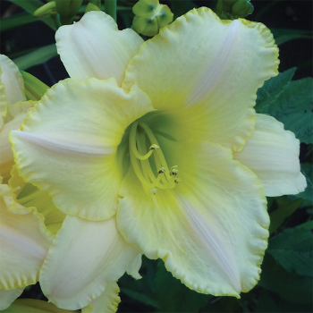 Daylily Fragrant Pastel Cheers