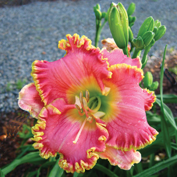Daylily Diva's Choice
