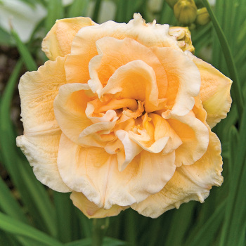 Daylily Ikebana Star