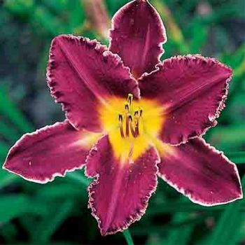 Daylily Ivory Edges