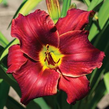 Daylily R&R Pacific