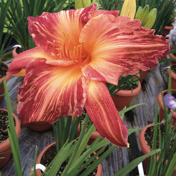 Daylily, Pink Stripes Daylily, Pink Stripes