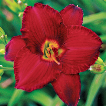 Daylily Red Pinocchio