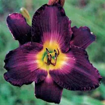 Daylily, Strutter's Ball Daylily, Strutter's Ball