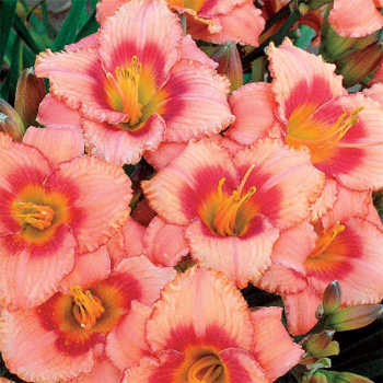 Daylily, Strawberry Candy Daylily, Strawberry Candy