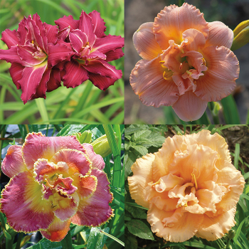 Double Dandies Daylily Collection