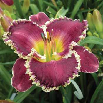 Daylily Bettylen