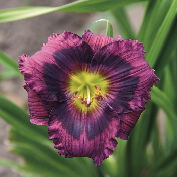 Daylily, Kansas Kitten Daylily, Kansas Kitten