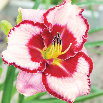 Daylily Lies and Lipstick