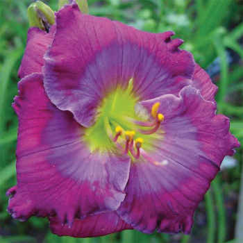 Daylily Lavender Blue Baby