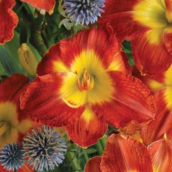 Daylily, Passion for Red Daylily, Passion for Red
